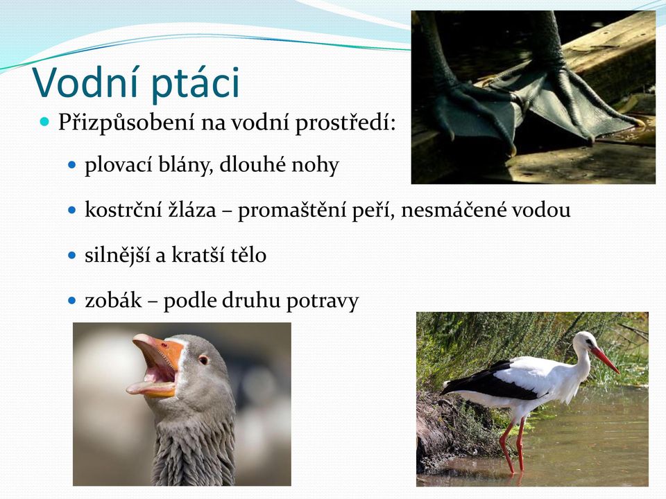 kostrční žláza promaštění peří, nesmáčené