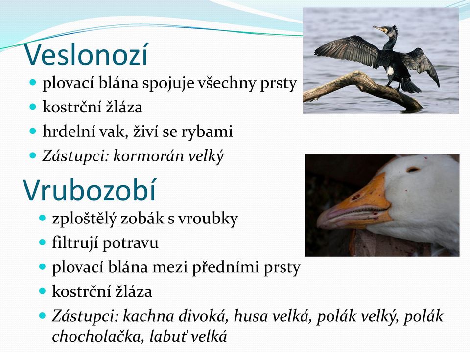 vroubky filtrují potravu plovací blána mezi předními prsty kostrční žláza