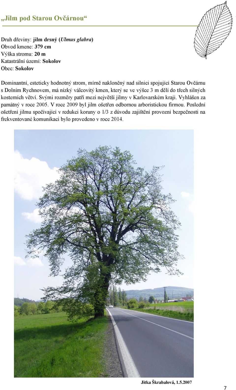 větví. Svými rozměry patří mezi největší jilmy v Karlovarském kraji. Vyhlášen za památný v roce 2005. V roce 2009 byl jilm ošetřen odbornou arboristickou firmou.