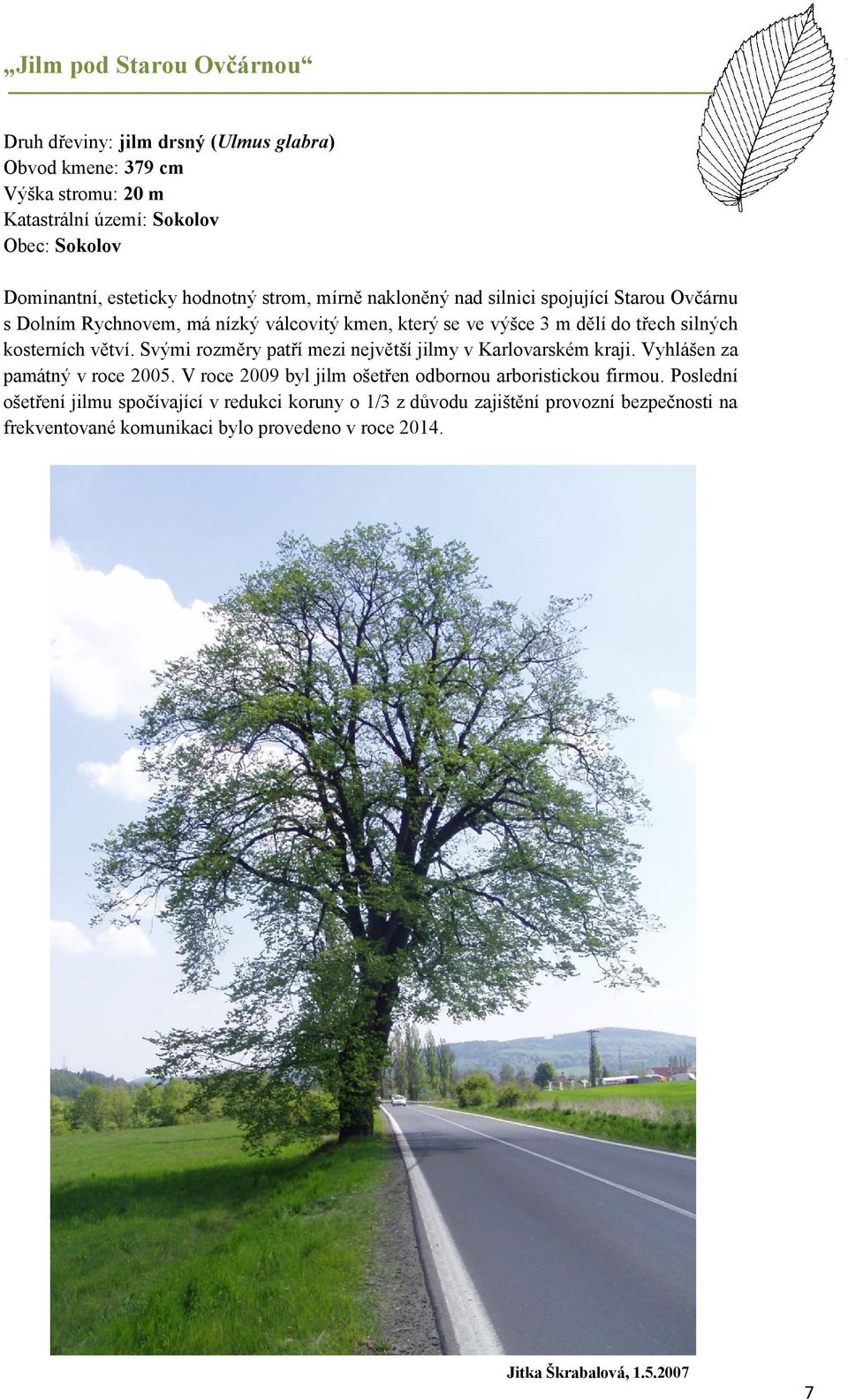 větví. Svými rozměry patří mezi největší jilmy v Karlovarském kraji. Vyhlášen za památný v roce 2005. V roce 2009 byl jilm ošetřen odbornou arboristickou firmou.