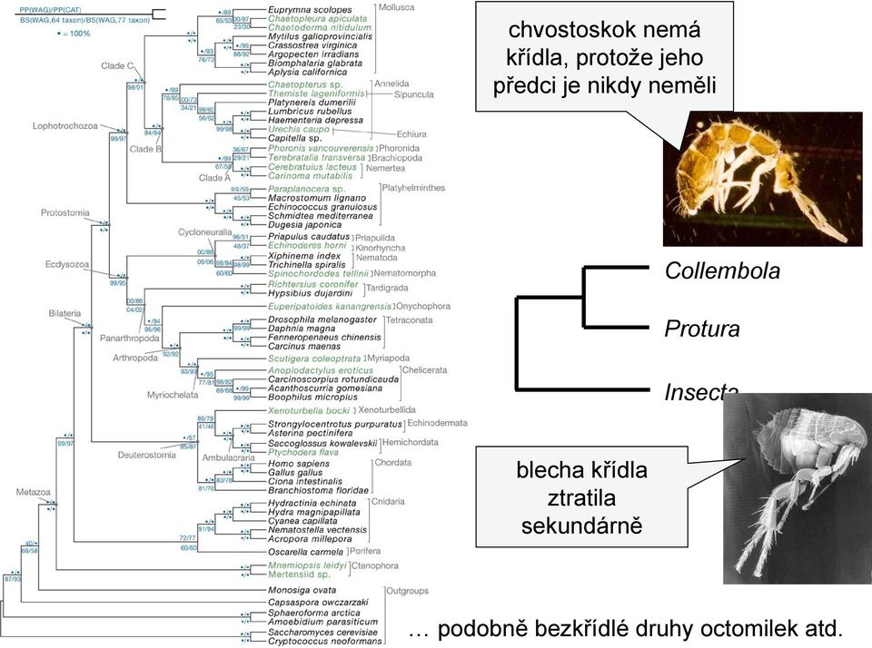 Protura Insecta blecha křídla ztratila