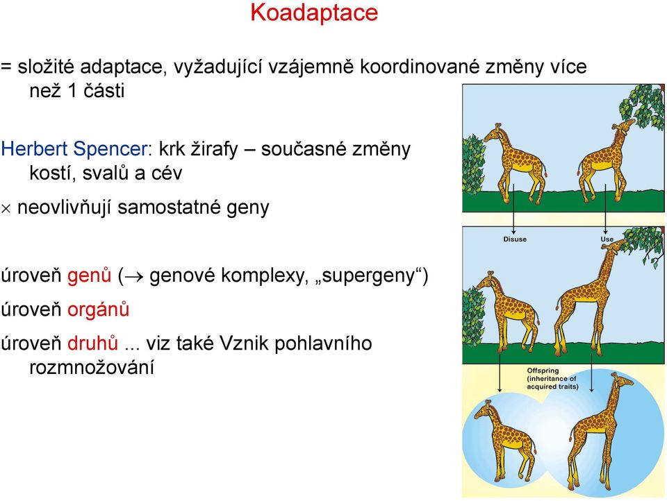 svalů a cév neovlivňují samostatné geny úroveň genů ( genové komplexy,