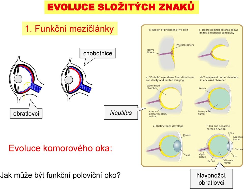 obratlovci Nautilus Evoluce komorového