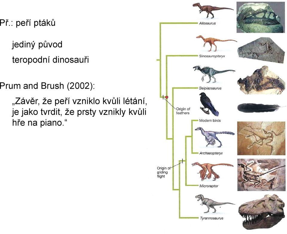 že peří vzniklo kvůli létání, je jako