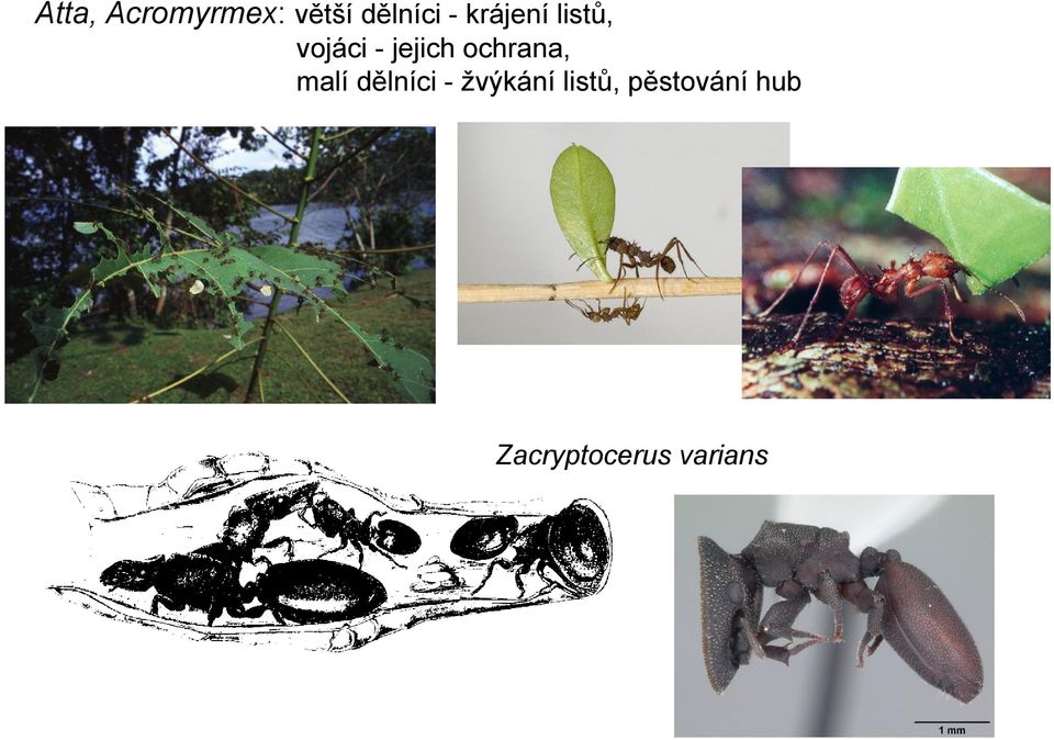ochrana, malí dělníci - žvýkání