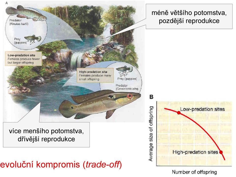 menšího potomstva, dřívější