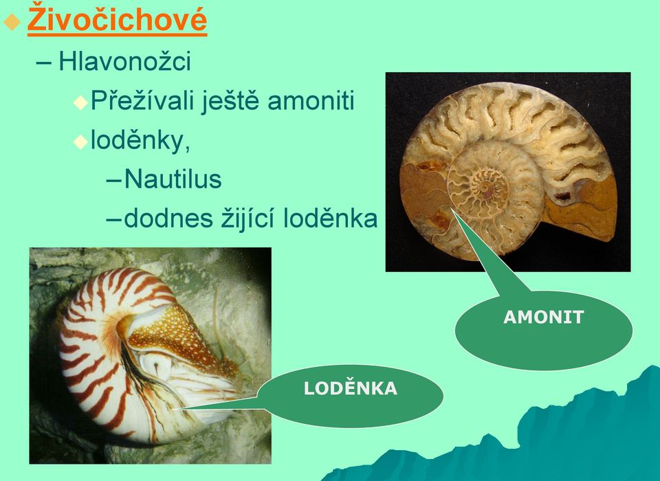 loděnky, Nautilus dodnes