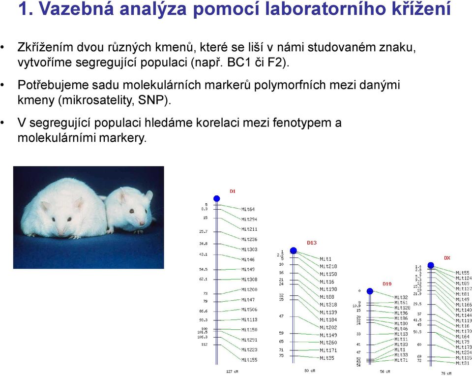 Potřebujeme sadu molekulárních markerů polymorfních mezi danými kmeny