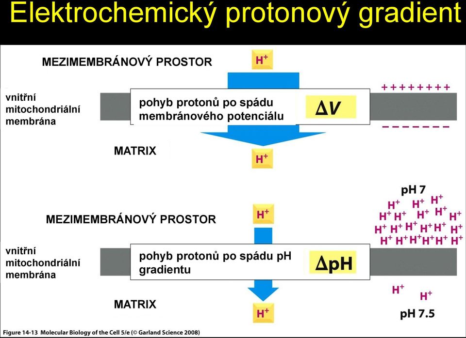 membránového potenciálu MATRIX MEZIMEMBRÁNOVÝ PROSTOR  ph