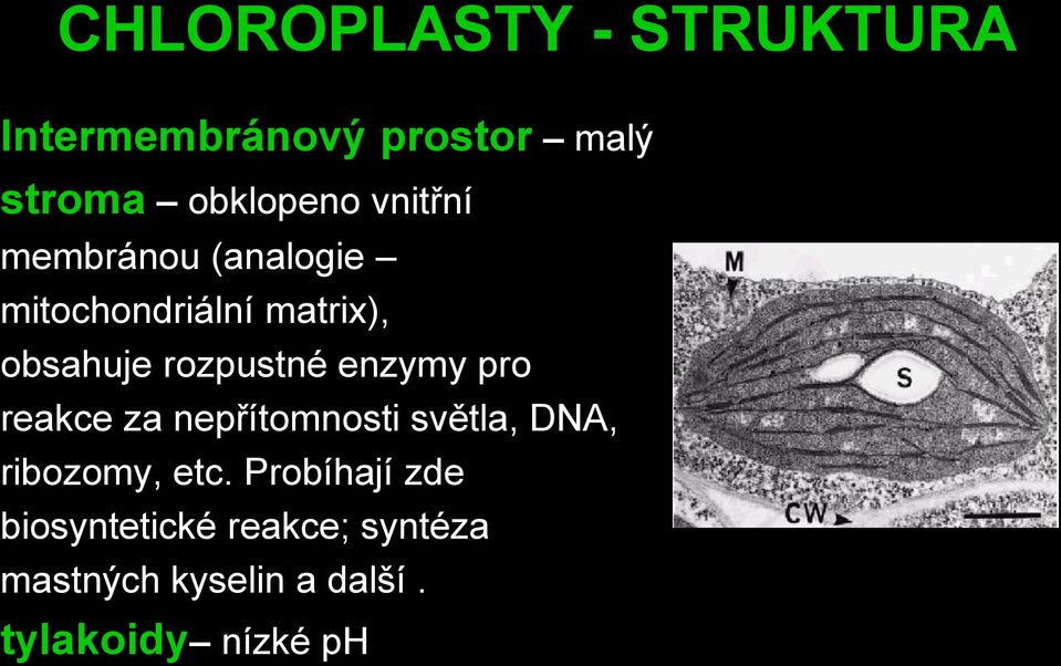 enzymy pro reakce za nepřítomnosti světla, DNA, ribozomy, etc.