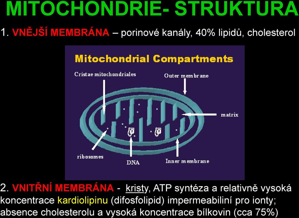 VNITŘNÍ MEMBRÁNA - kristy, ATP syntéza a relativně vysoká