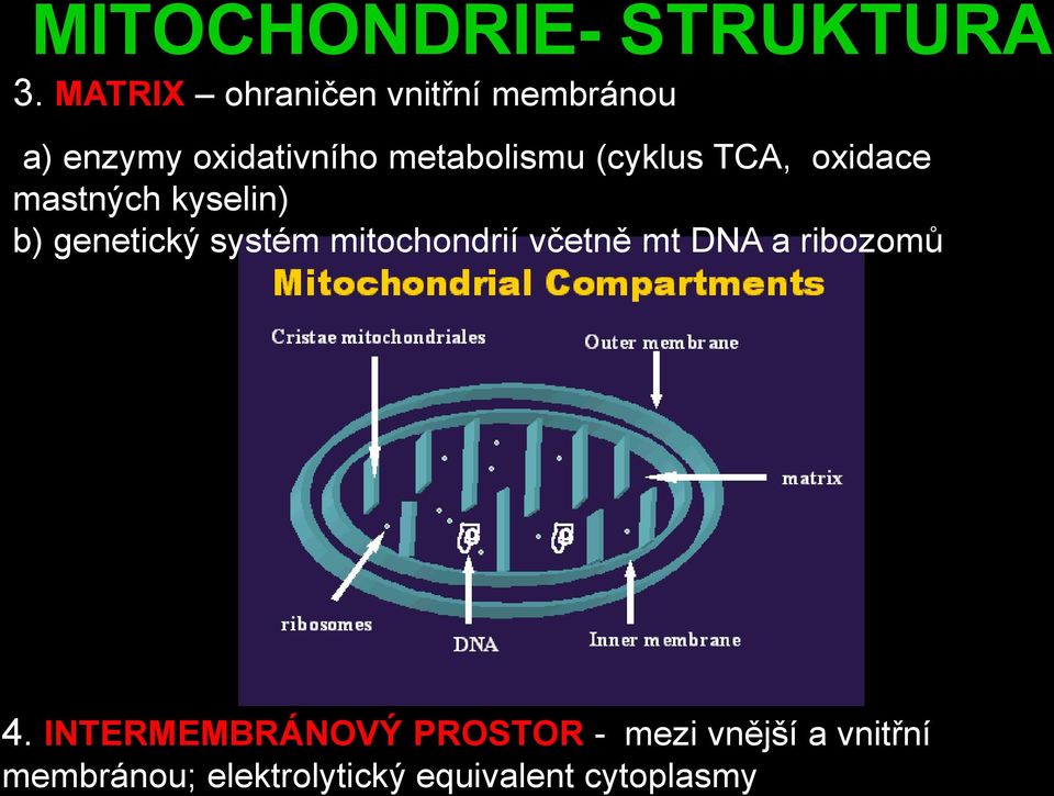 (cyklus TCA, oxidace mastných kyselin) b) genetický systém mitochondrií