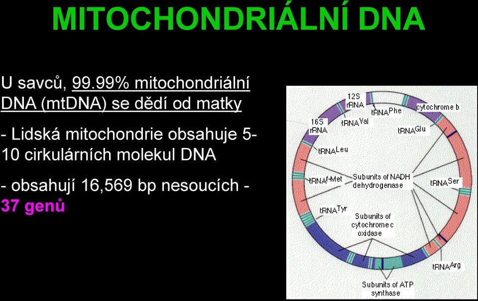 matky - Lidská mitochondrie obsahuje 5-10