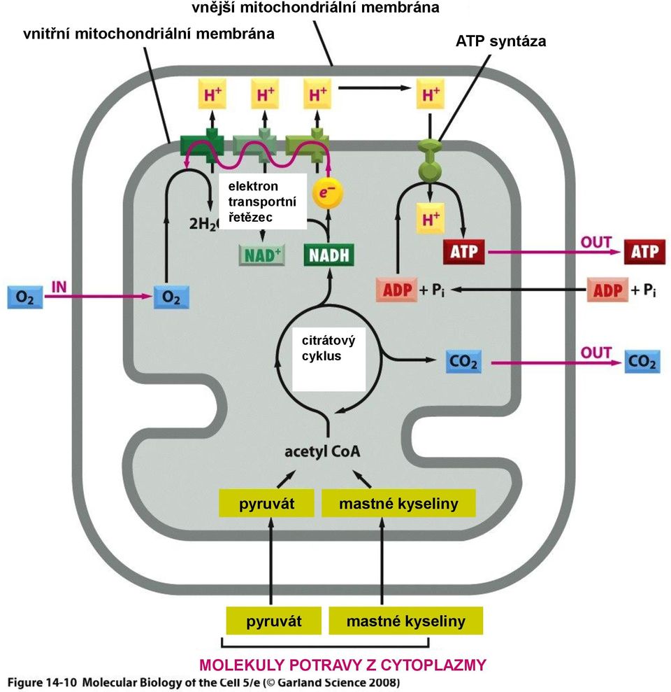 transportní řetězec citrátový cyklus pyruvát