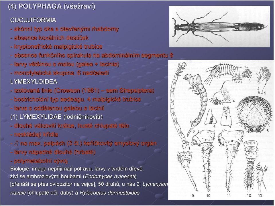 trubice - larva s oddělenou galeou a lacinií (1) LYMEXYLIDAE (lodni( lodničníkovití) - dlouhé válcovití krátce, hustě chlupaté tělo - neskládaj dají křídla - na max. palpách (3 čl.