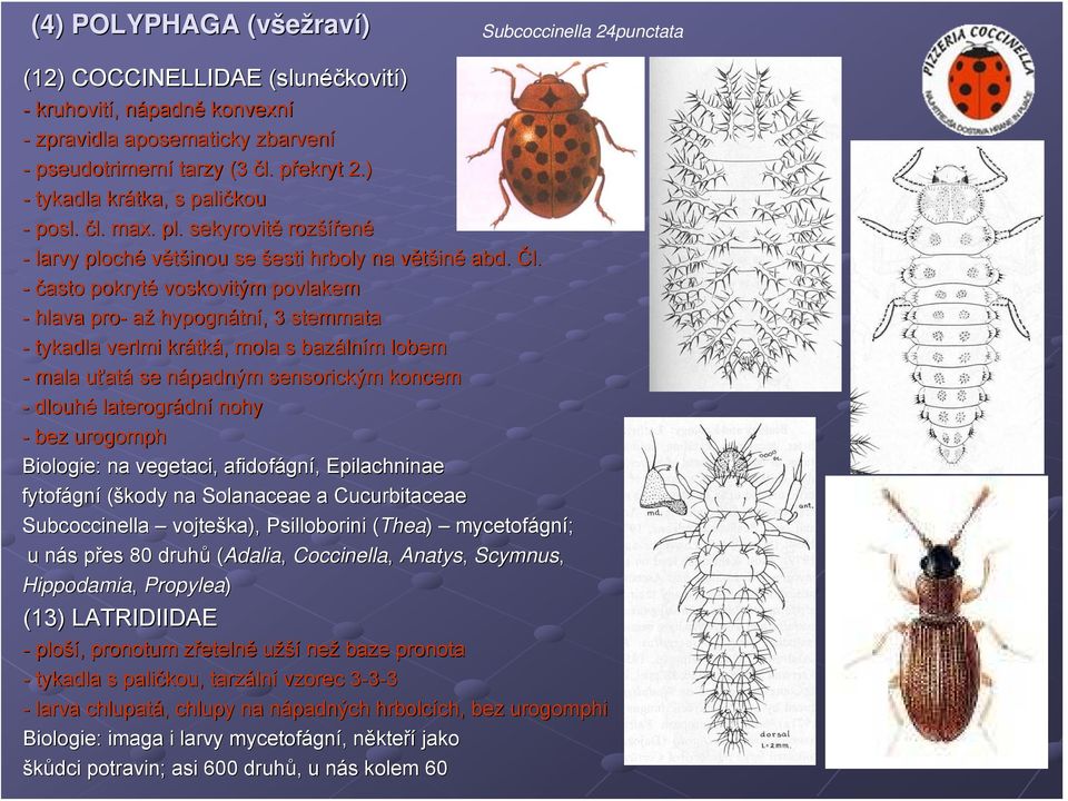 - často pokryté voskovitým povlakem - hlava pro- až hypognátn tní,, 3 stemmata - tykadla verlmi krátk tká,, mola s bazáln lním m lobem - mala uťatá se nápadným n sensorickým koncem - dlouhé