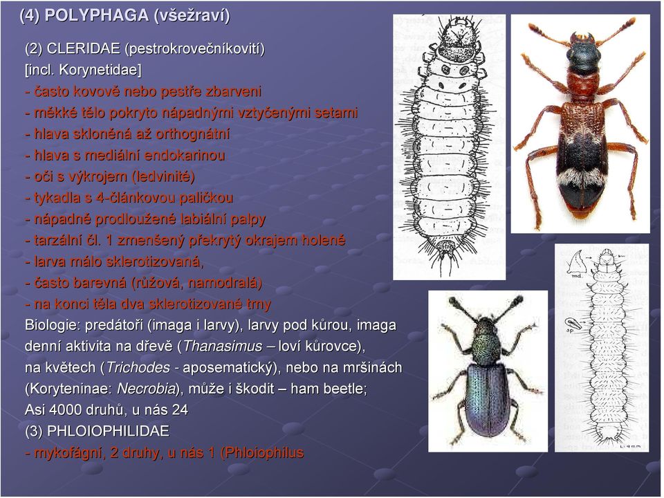 (ledvinité) - tykadla s 4-článkovou 4 paličkou - nápadně prodloužen ené labiáln lní palpy - tarzáln lní čl.