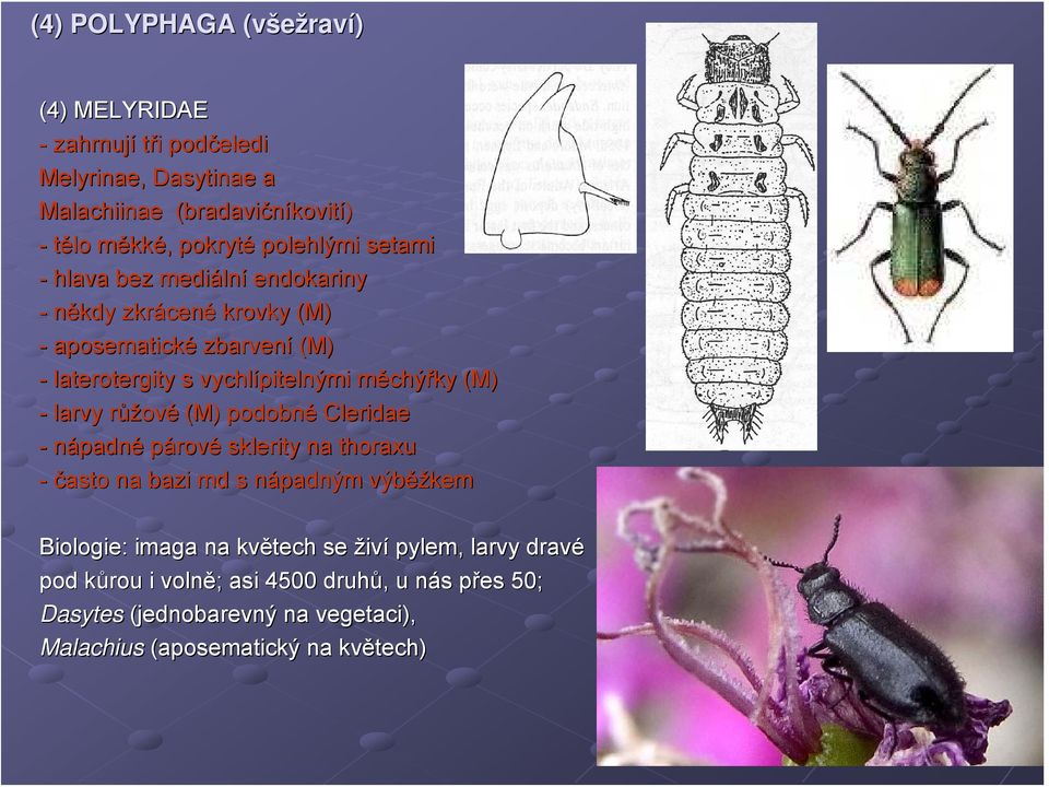 růžr ůžové (M) podobné Cleridae - nápadné párové sklerity na thoraxu - často na bazi md s nápadným n výběž ěžkem Biologie: imaga na květech se živí