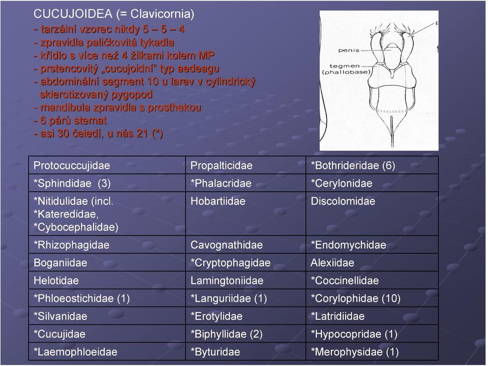 *Sphindidae (3) *Phalacridae *Cerylonidae *Nitidulidae (incl.