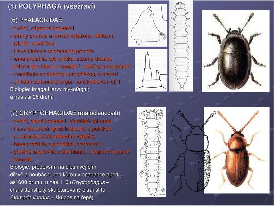 1 Biologie: imaga i larvy mykofágn gní; u nás n s asi 25 druhů (7) CRYPTOPHAGIDAE (malo( maločlencovití) - ováln lní,, slabě konvexní,, nápadnn padně chlupaté - hlava skloněná,, tykadla dlouhá s
