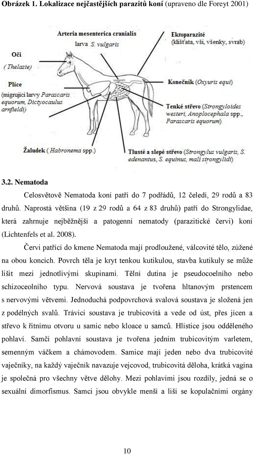 Červi patřící do kmene Nematoda mají prodlouţené, válcovité tělo, zúţené na obou koncích. Povrch těla je kryt tenkou kutikulou, stavba kutikuly se můţe lišit mezi jednotlivými skupinami.