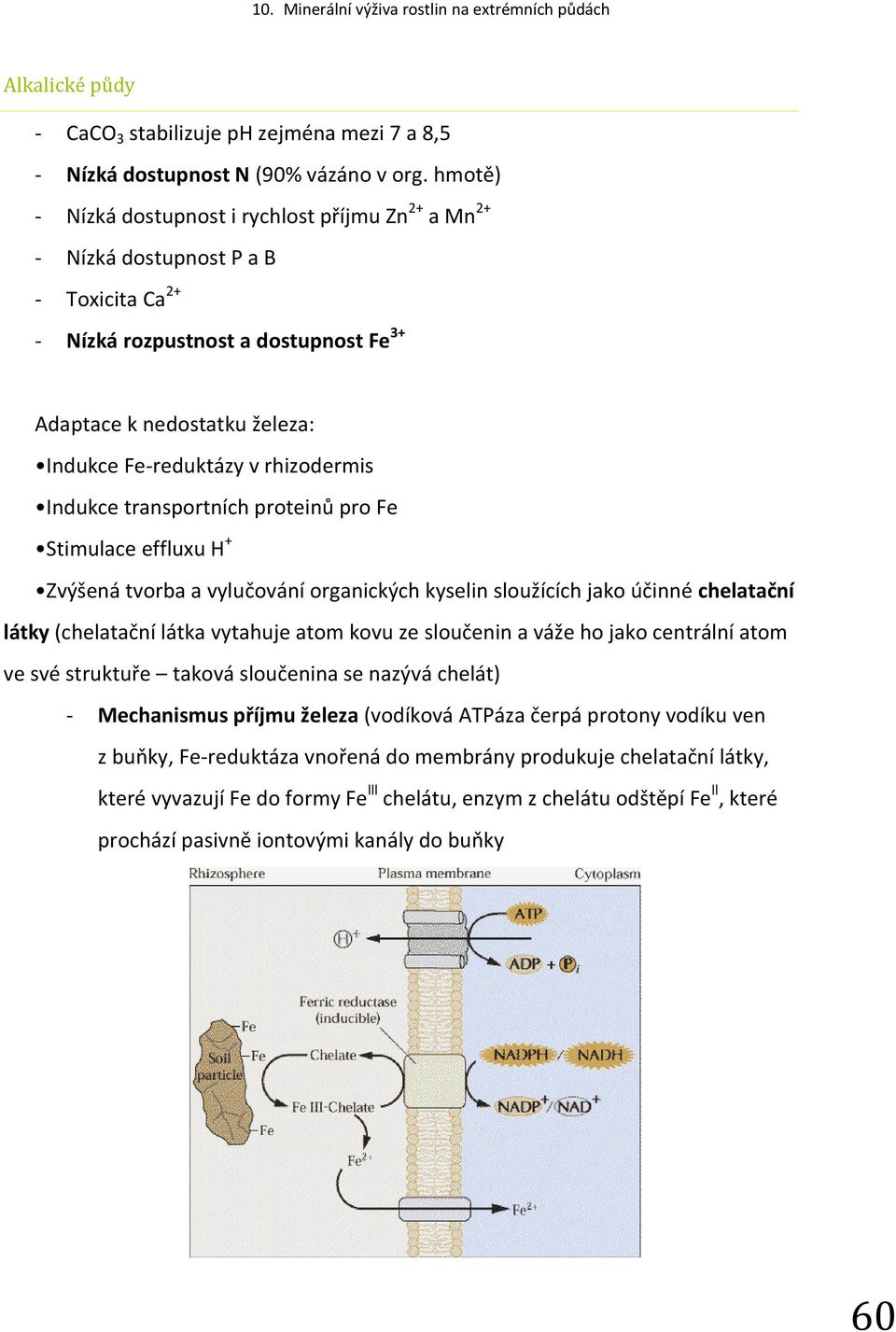 rhizodermis Indukce transportních proteinů pro Fe Stimulace effluxu H + Zvýšená tvorba a vylučování organických kyselin sloužících jako účinné chelatační látky (chelatační látka vytahuje atom kovu ze