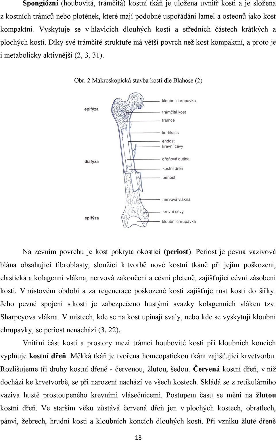 Obr. 2 Makroskopická stavba kosti dle Blahoše (2) Na zevním povrchu je kost pokryta okosticí (periost).