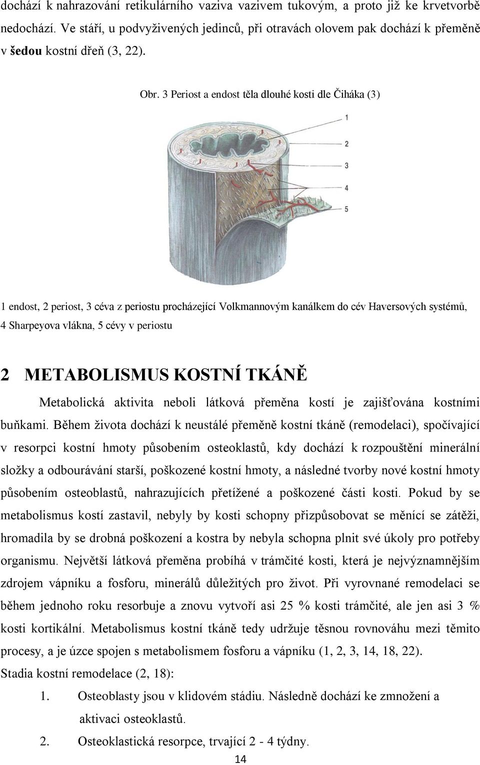 3 Periost a endost těla dlouhé kosti dle Čiháka (3) 1 endost, 2 periost, 3 céva z periostu procházející Volkmannovým kanálkem do cév Haversových systémů, 4 Sharpeyova vlákna, 5 cévy v periostu 2