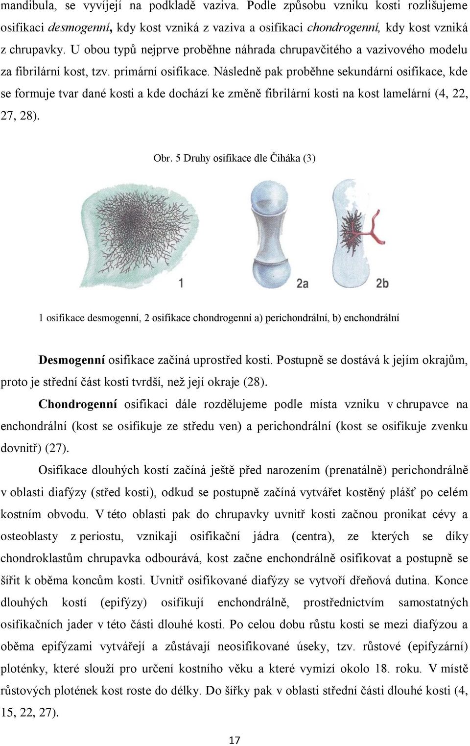 Následně pak proběhne sekundární osifikace, kde se formuje tvar dané kosti a kde dochází ke změně fibrilární kosti na kost lamelární (4, 22, 27, 28). Obr.