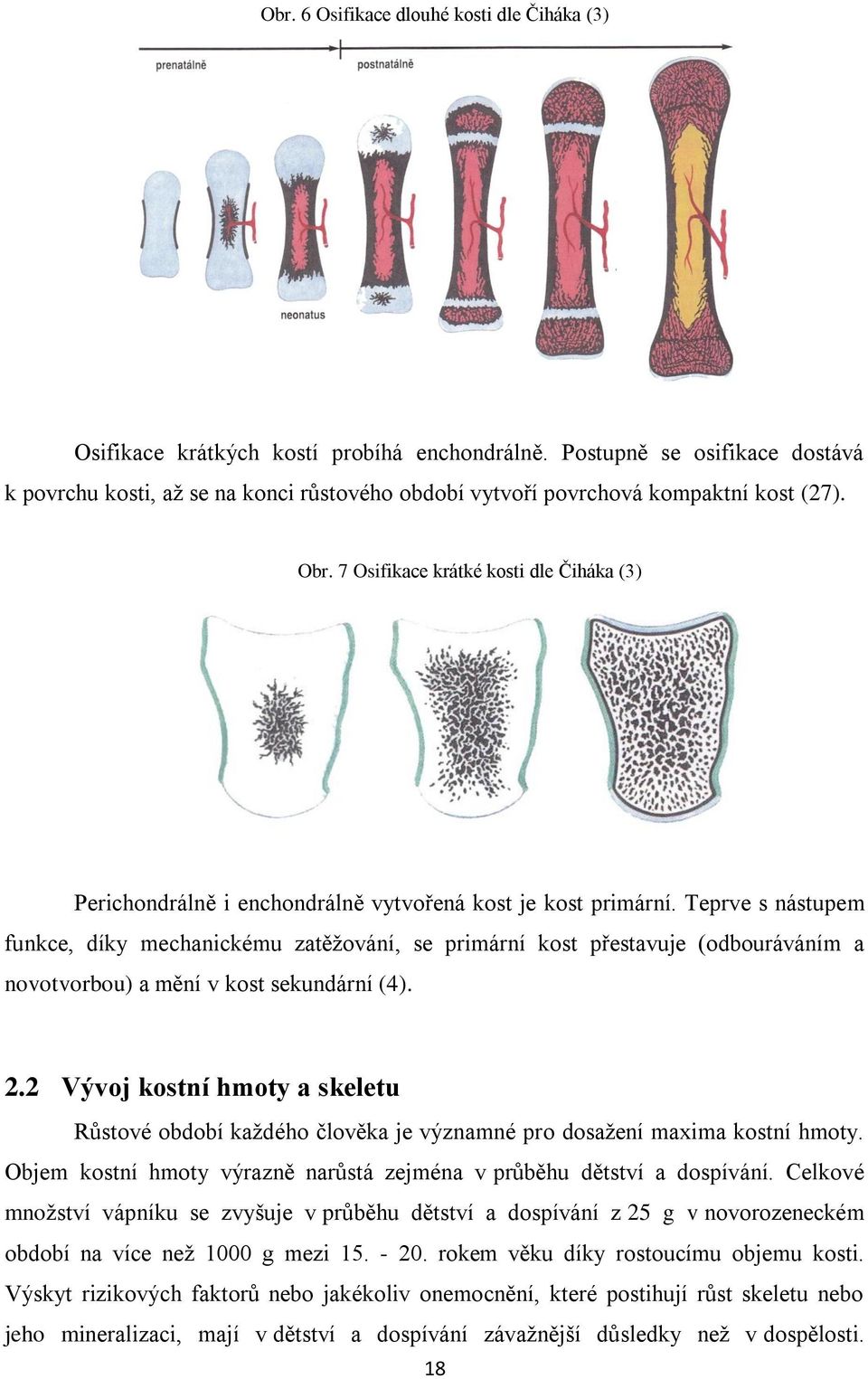 7 Osifikace krátké kosti dle Čiháka (3) Perichondrálně i enchondrálně vytvořená kost je kost primární.