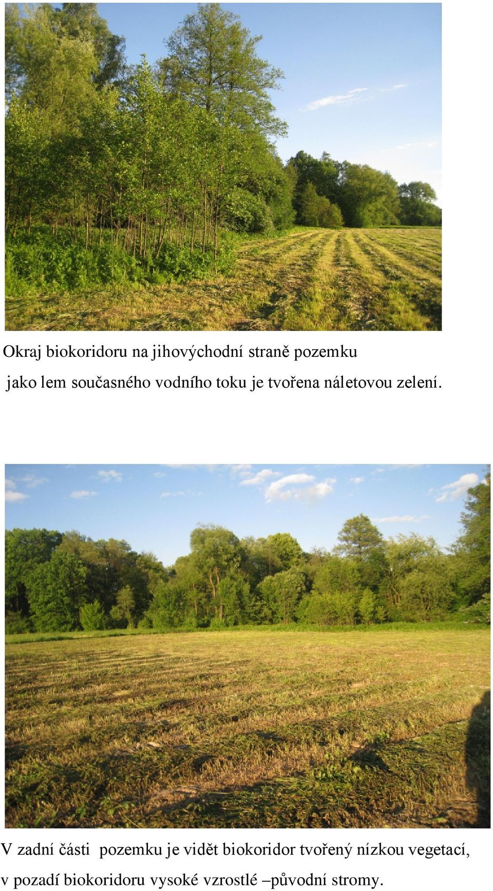 V zadní části pozemku je vidět biokoridor tvořený nízkou