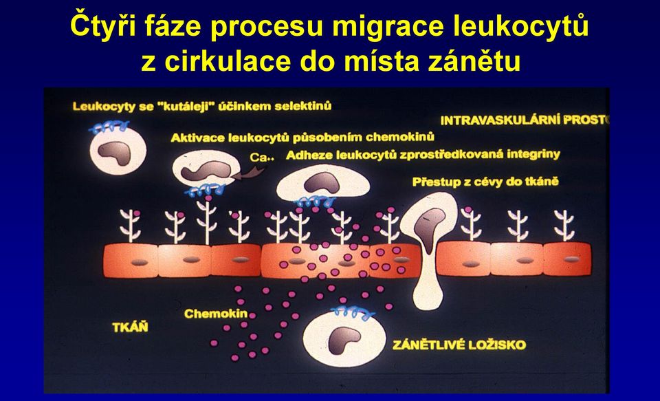 leukocytů z