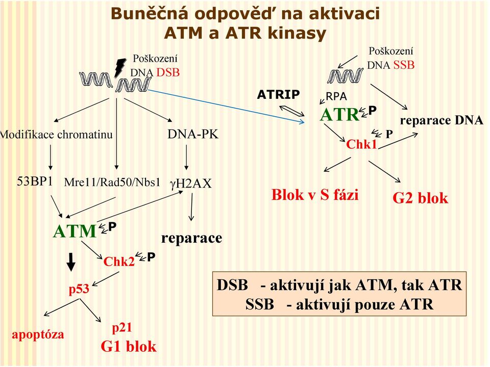 53BP1 Mre11/Rad50/Nbs1 γh2ax Blok v S fázi G2 blok apoptóza ATM p53 P Chk2