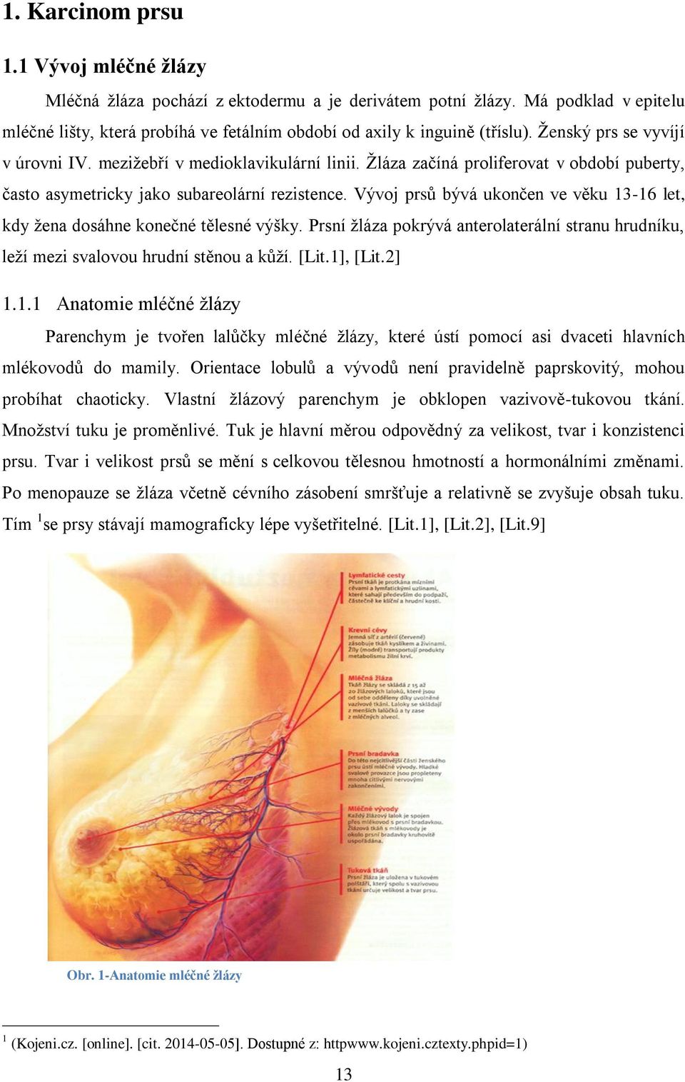 Vývoj prsů bývá ukončen ve věku 13-16 let, kdy ţena dosáhne konečné tělesné výšky. Prsní ţláza pokrývá anterolaterální stranu hrudníku, leţí mezi svalovou hrudní stěnou a kůţí. [Lit.1], [Lit.2] 1.1.1 Anatomie mléčné ţlázy Parenchym je tvořen lalůčky mléčné ţlázy, které ústí pomocí asi dvaceti hlavních mlékovodů do mamily.