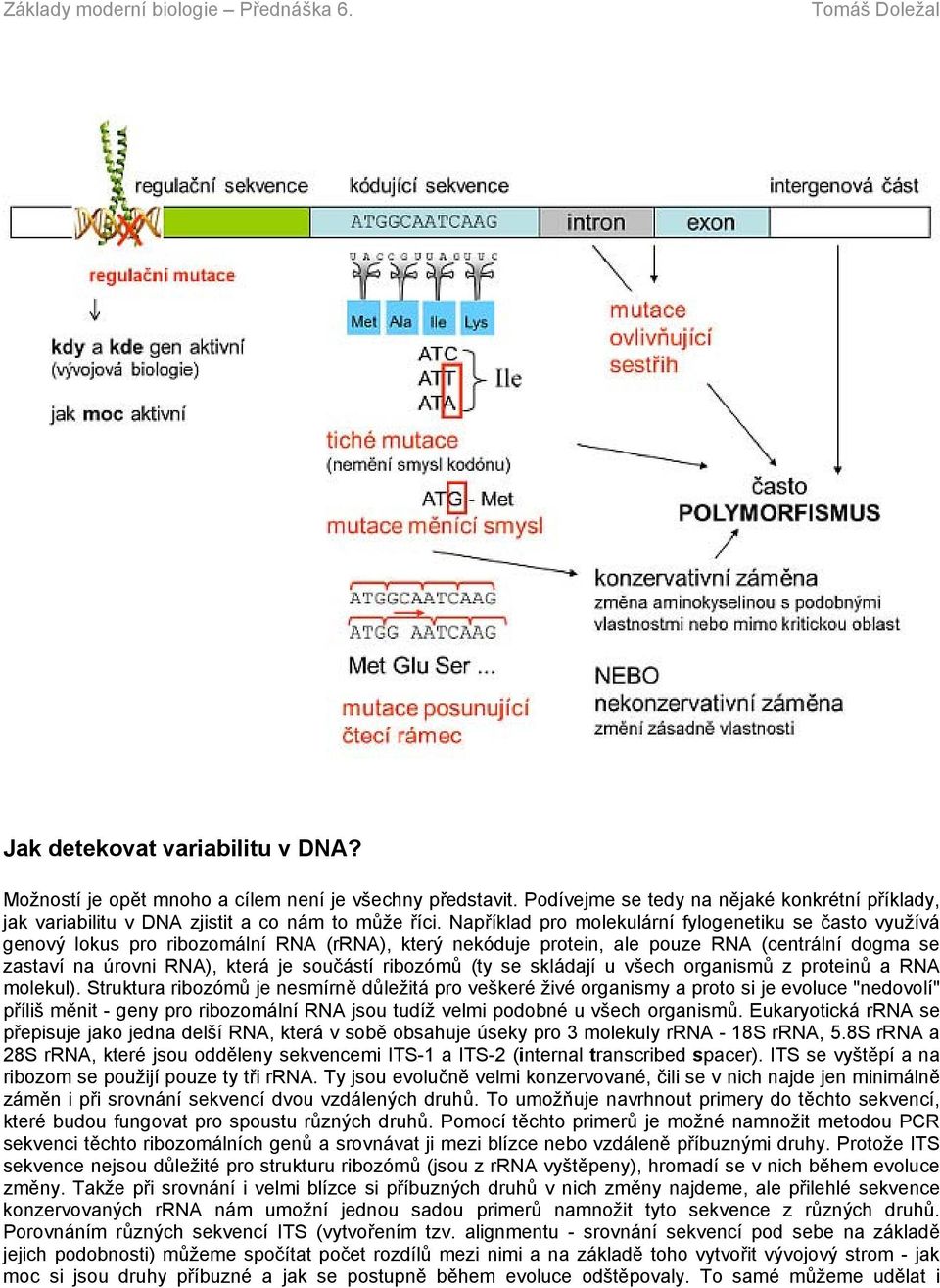 ribozómů (ty se skládají u všech organismů z proteinů a RNA molekul).