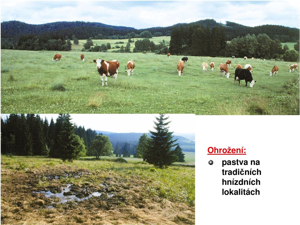 tradičních