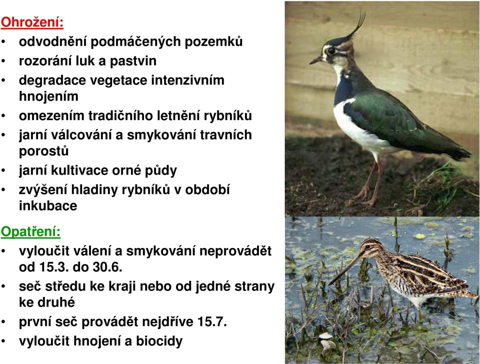 zvýšení hladiny rybníků v období inkubace Opatření: vyloučit válení a smykování neprovádět od 15.3. do 30.6.