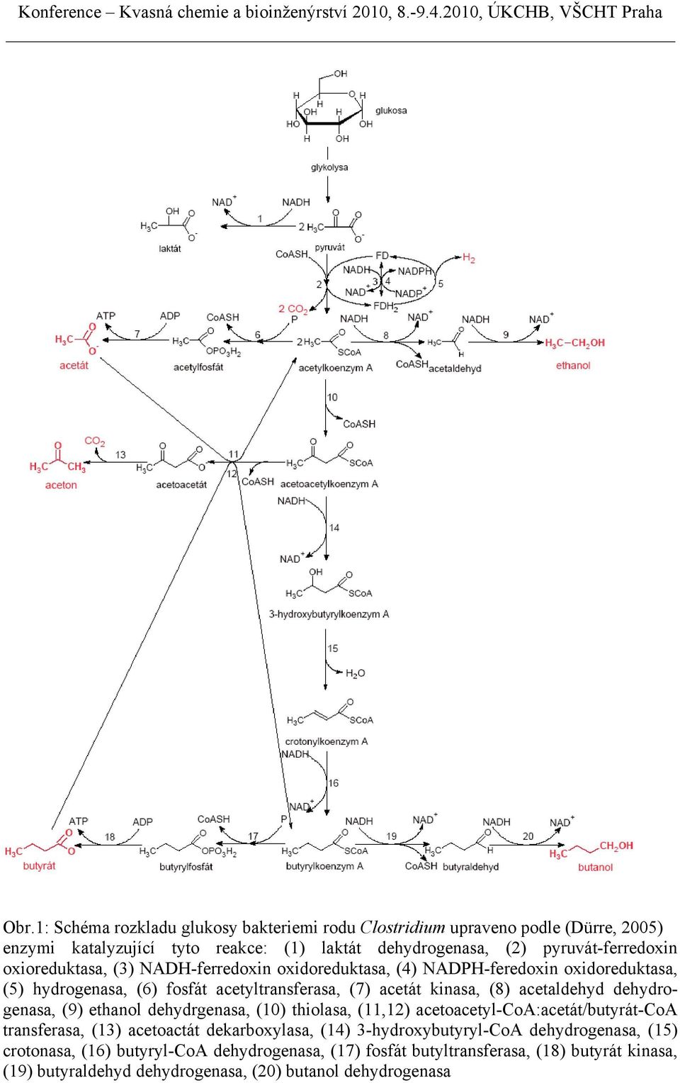 dehydrogenasa, (9) ethanol dehydrgenasa, (10) thiolasa, (11,12) acetoacetyl-coa:acetát/butyrát-coa transferasa, (13) acetoactát dekarboxylasa, (14) 3-hydroxybutyryl-CoA