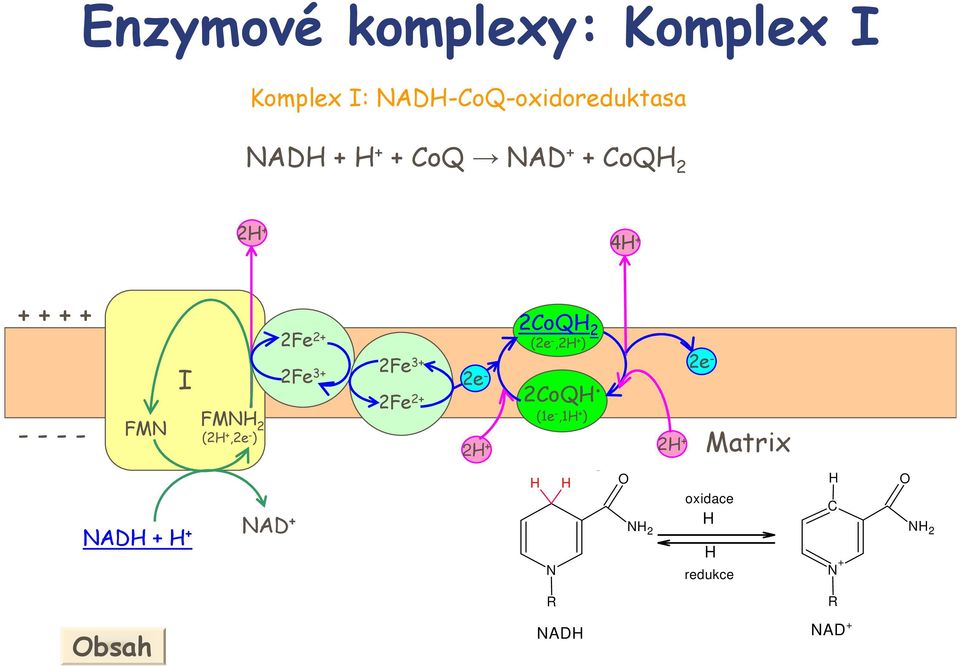 2 2CoQ 2 (2,2 ) 2CoQ. (1,1 ) 2 2 Matrix AD AD + 3 C 3 C C 3 2 oxidace.