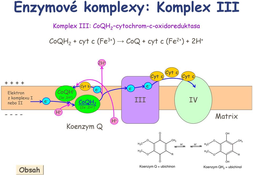 komplexu I nebo II - - - - CoQ.