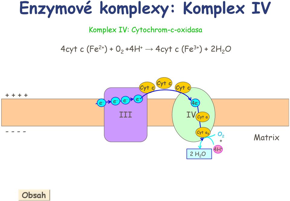 4cyt c (Fe 3+ ) + 2 2 + + + + e- III Cyt c Cyt