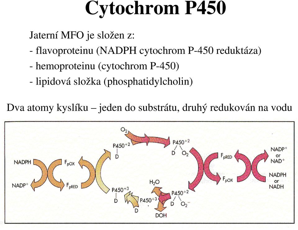 (cytochrom P-450) - lipidová složka