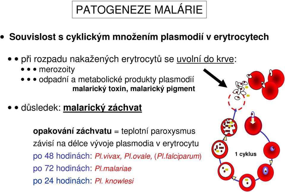 důsledek: malarický záchvat opakování záchvatu = teplotní paroxysmus závisí na délce vývoje plasmodia v