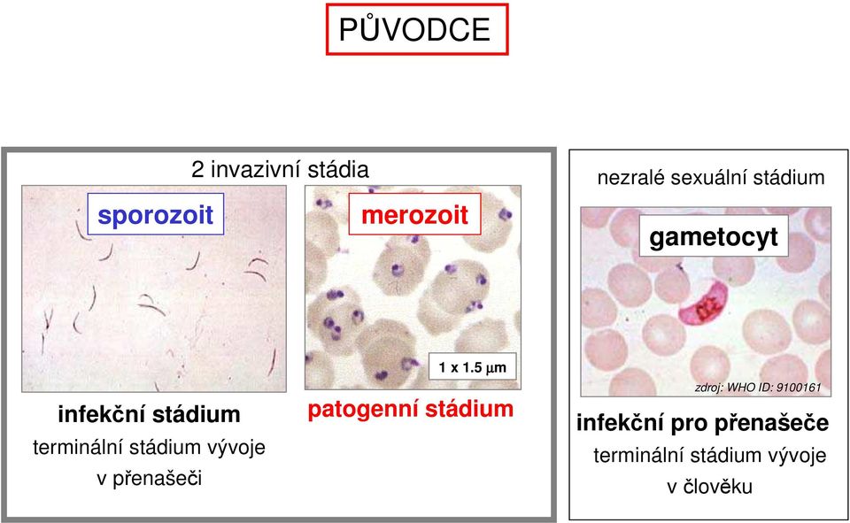 stádium vývoje v přenašeči 1 x 1.