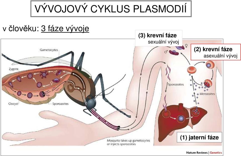 krevní fáze sexuální vývoj (2)