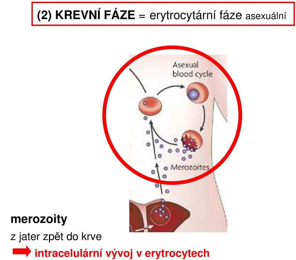 merozoity z jater zpět do