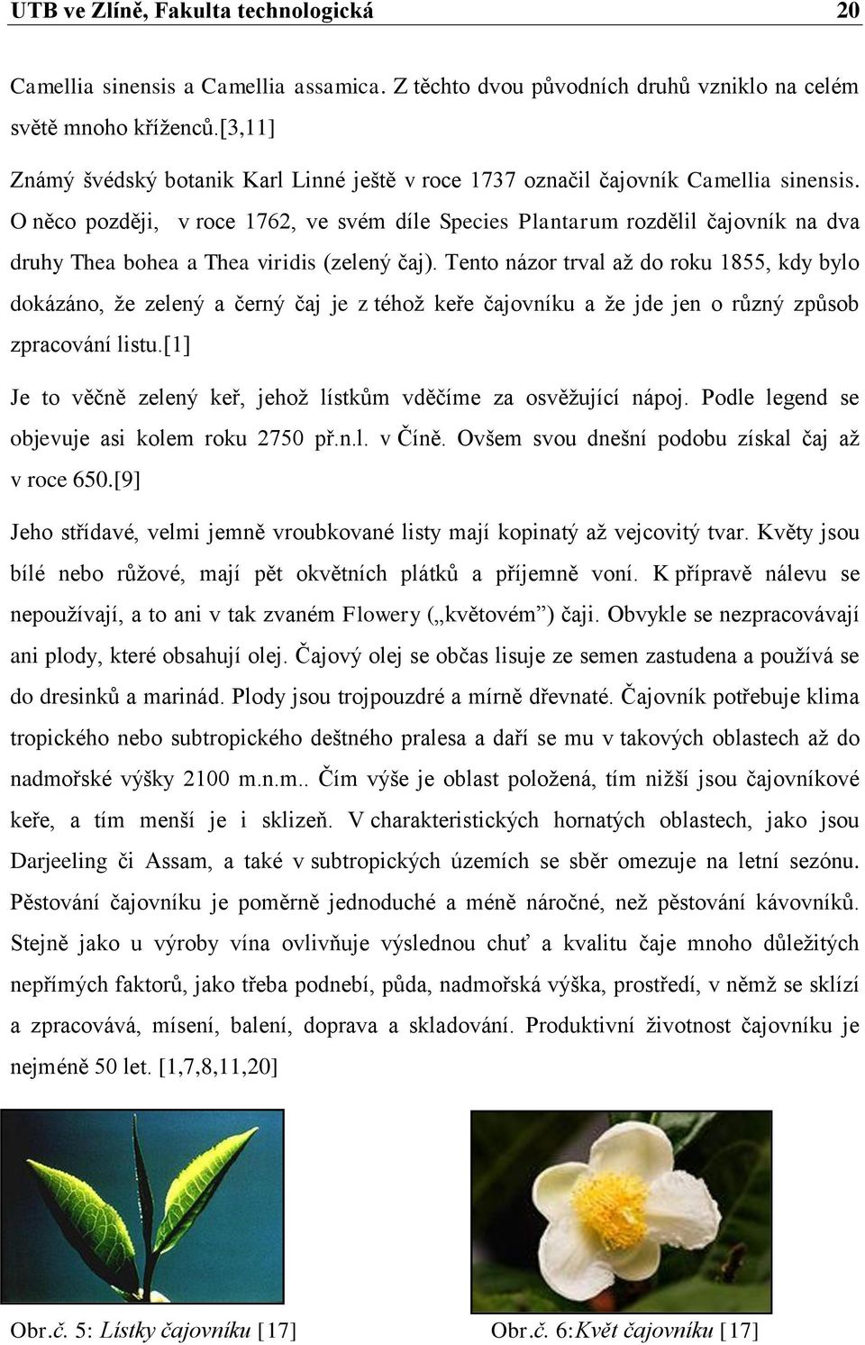 O něco později, v roce 1762, ve svém díle Species Plantarum rozdělil čajovník na dva druhy Thea bohea a Thea viridis (zelený čaj).