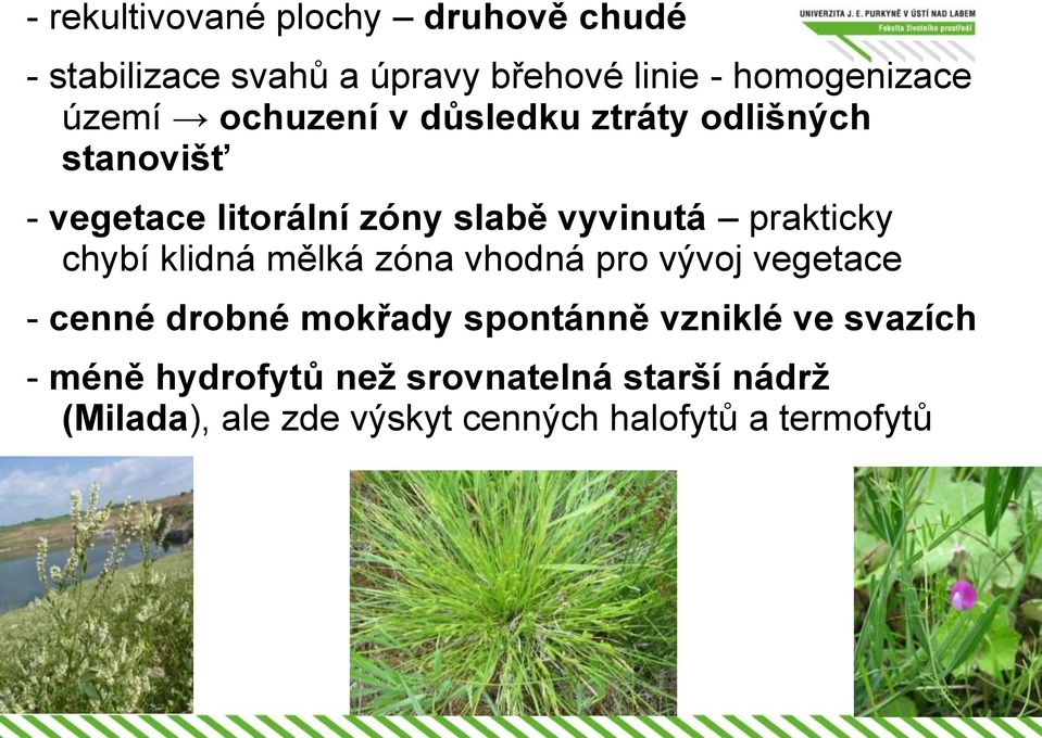 prakticky chybí klidná mělká zóna vhodná pro vývoj vegetace - cenné drobné mokřady spontánně