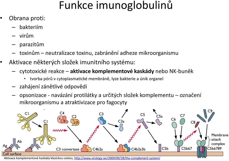 membráně, lyze bakterie a únik organel zahájení zánětlivé odpovědi opsonizace - navázání protilátky a určitých složek komplementu
