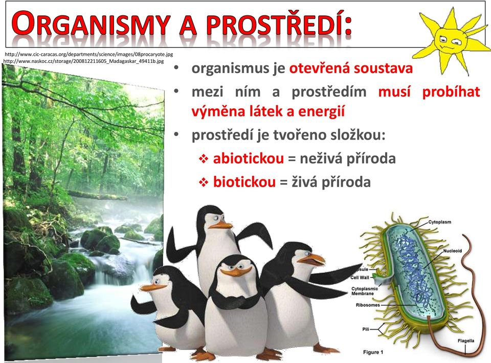 jpg organismus je otevřená soustava mezi ním a prostředím musí probíhat výměna